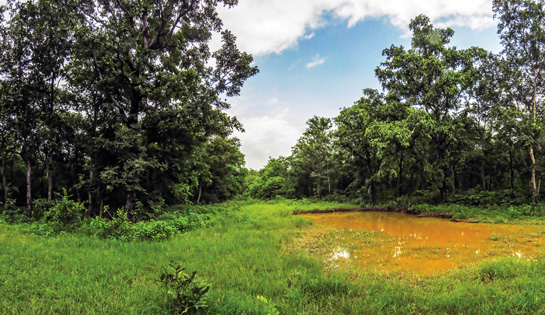 The water and soil conservation efforts of the Forest Department are paying off in the form of water streams, nullahs, ponds and lakes brimming with water all year round thus allowing wildlife to thrive.
