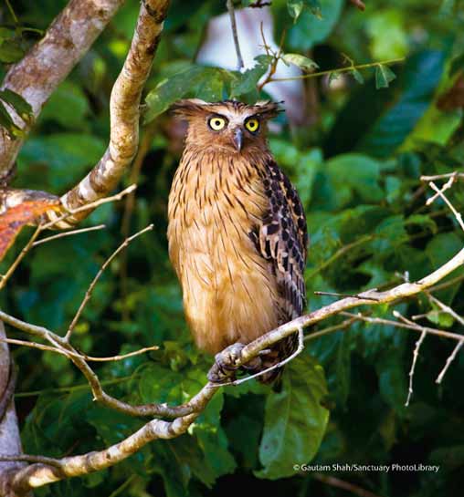 Buffy Fish-owl Katupa ketupu