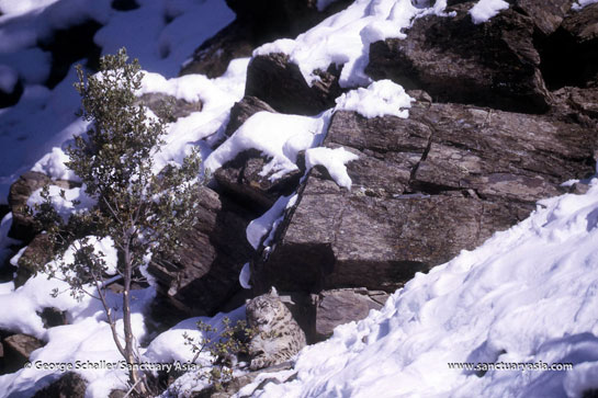 In Pakistan's Hindu Kush Mountains, a female snow leopard wraps her fluffy tail around her body and appears to doze-off, completely at ease in the presence of the photographer.