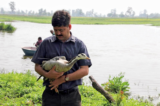 Tahir Shawl releasing a satellite-tagged Bar-headed Goose to follow its migratory progress across the Himalaya.