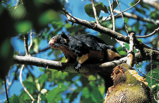 Giant Squirrel Feeding on Jackfruit