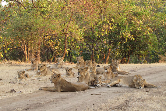 Lion populations have risen dramatically and the cats now occupy new territories far beyond Gir's boundary.