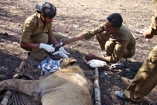 These brave foresters and forest guards have drafted one of the world's most successful conservation chapters - protecting the planet's last Asiatic lion population in the Gir Wildlife Sanctuary and National Park.