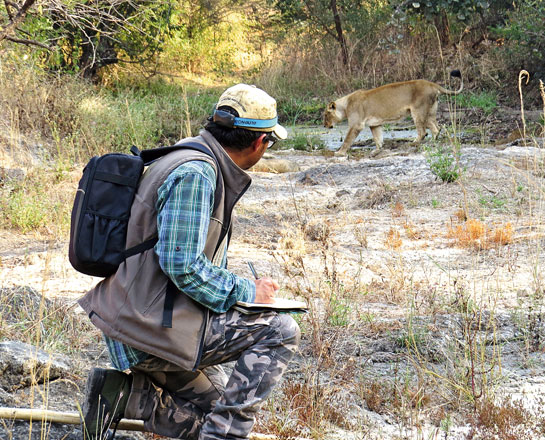 Long familiarisation with the study-area lions and their groups helped the author and his assistants to observe them up-close and personal.