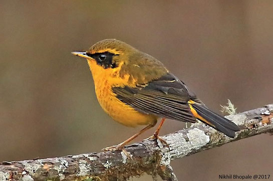 Golden bush robin