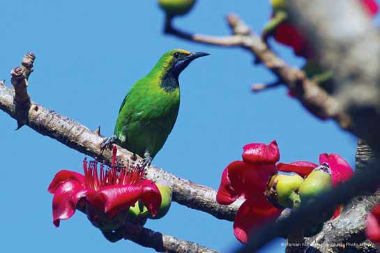 Golden-fronted Leafbird