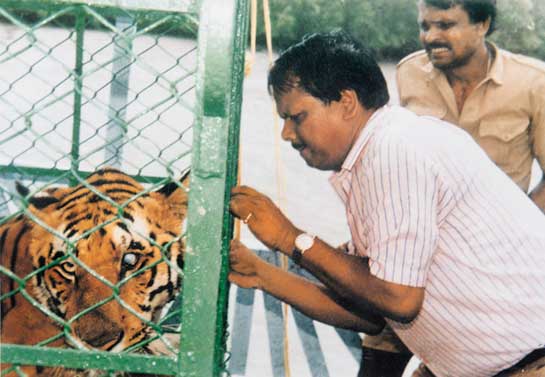 Gopal Chandra Tanti attending to a tiger that was trapped after straying into the village of Hemnagar on the fringes of the Sunderbans. The animal was successfully released back into its mangrove habitat.