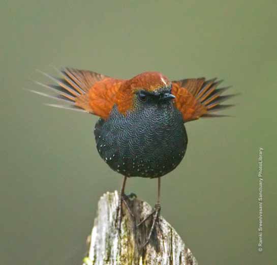 Gould's Shortwing