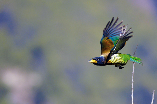 The Great Barbet Psilopogon virens or the chengu is a symbol of the Nagas' traditional affinity for wildlife.
