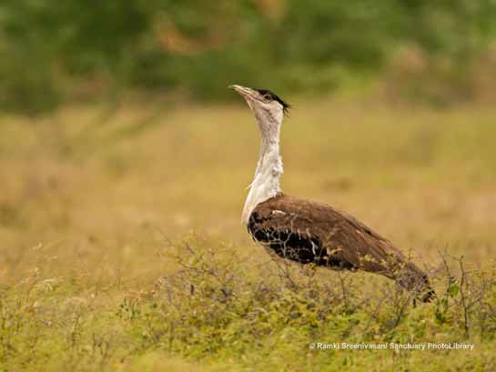 Great-Indian-Bustard