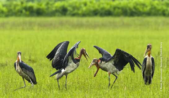 Greater Adjutant