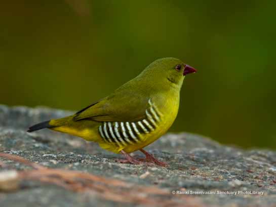 Green Avadavat