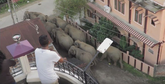 A screen grab from the Green Hub video that shows a herd of elephants entering Tezpur town.