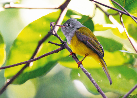 With a grey, square-shaped head and a yellow belly, the Grey-headed Canary-flycatcher lives up to its name! These insectivores will often join mixed-species foraging flocks.