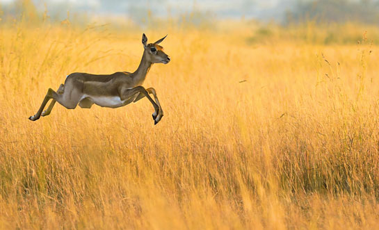 Blackbuck