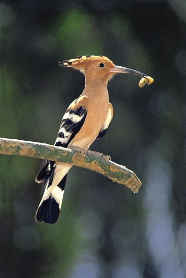 H. Satish H. Satish