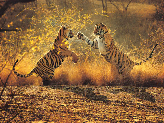 H.V. Praveen Kumar - &acirc;Clash of the Titans' FIRST PRIZE(2002) - Backlit by Ranthambhore's December sun, these 18-month-old tiger cubs spar playfully, in preparation for later life when survival skills could mean the difference between life and death. Such dominance rituals are precursors to permanent departure from the umbrella of protection of their mother.