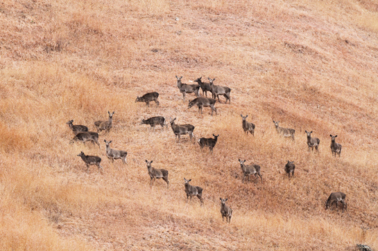 Dachigam has its fair share of problems, however, with protection and concerted effort large herds such as this could become the order of the day for this exquisite Himalayan paradise, the last remaining home of the endangered hangul deer.