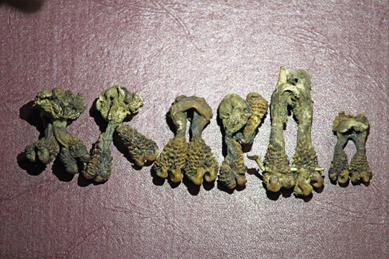Seized hatha jodis on display. That these sun-dried lizard penises can be passed off as sacred plant roots is a testament to human greed, duplicity and naivet&Atilde;&copy;.