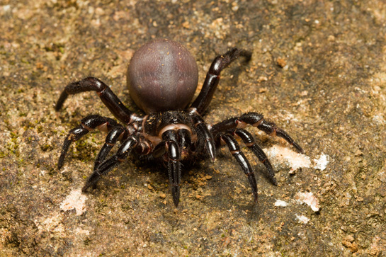 Heligmomerus maximus