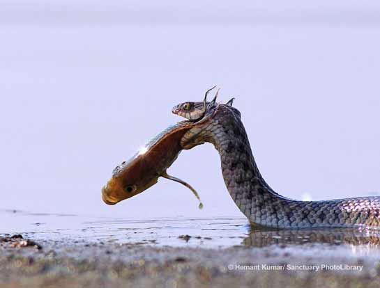 Checkered Keelback