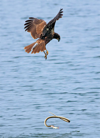 Western Marsh Harrier Western Marsh Harrier