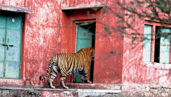An iconic file photo of Ustad (above) that went viral recently, shows him curiously inspecting an abandoned forest checkpost. He has a veritable fan club that is extremely upset because the Ranthambhore authorities shifted him out of the park, believing he posed a real and present danger to humans. An iconic file photo of Ustad (above) that went viral recently, shows him curiously inspecting an abandoned forest checkpost. He has a veritable fan club that is extremely upset because the Ranthambhore authorities shifted him out of the park, believing he posed a real and present danger to humans.