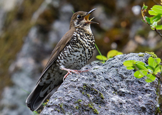 Himalayan Forest Thrush photographed in Dulongjiang on June 26, 2014