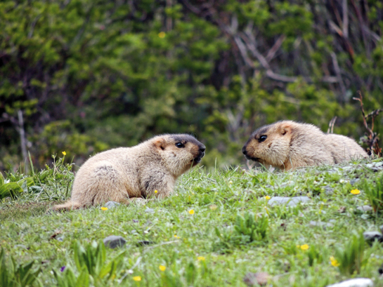 The alpine meadow of Zithang and the two valleys radiating out from it are rich in biodiversity. Himalayan marmots were among the varied wildlife sighted by the WWF team.
