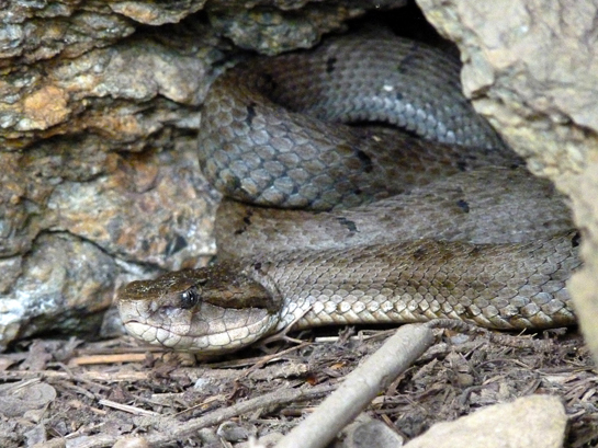 The Himalayan pit viper, a highly venomous mountain snake found in the Himalayan foothills, is rarely known to bite humans, if left alone and undisturbed.