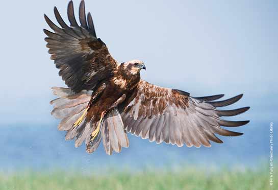 Western Marsh Harrier