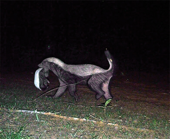 Though solitary in nature, the female honey badger is a committed mother. She will care for her young for upto 16 months after birth.