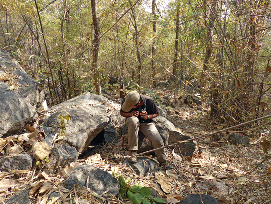 The author inspects a honey badger den. Rock crevices and hollow tree trunks make good homes for these shy animals.