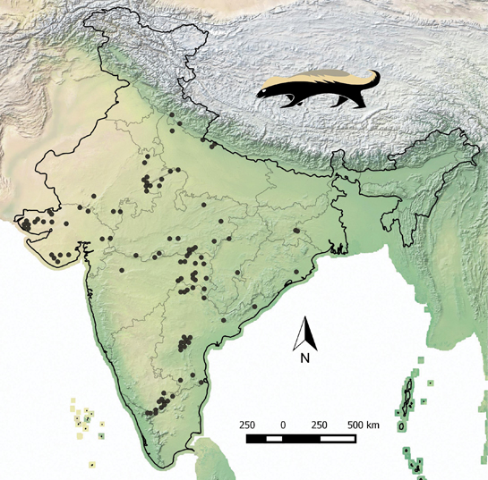 As a personal project, the author is mapping the distribution of honey badgers across India. Data was collected through an online questionnaire survey.