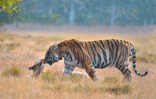 A radio-collared Gabbar shares a tender moment with Maya. The authors witnessed a beautiful bond between the two while conducting their study on Tadoba's tigers in collaboration with the Wildlife Institute of India.