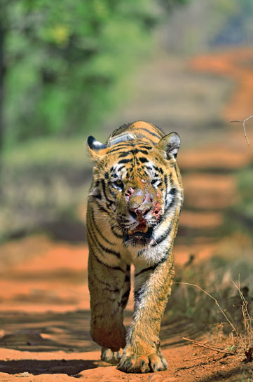 Gabbar is now famously identified by the wound scars he sustained in a battle over territory with a younger cat. Post his injury, Gabbar has redeemed his dominant position in his tiger-land and continues to impress visitors to Tadoba. Gabbar is now famously identified by the wound scars he sustained in a battle over territory with a younger cat. Post his injury, Gabbar has redeemed his dominant position in his tiger-land and continues to impress visitors to Tadoba.
