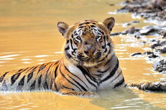 Gabbar is now famously identified by the wound scars he sustained in a battle over territory with a younger cat. Post his injury, Gabbar has redeemed his dominant position in his tiger-land and continues to impress visitors to Tadoba.