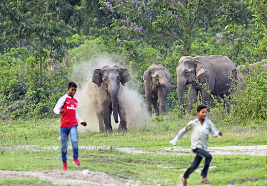 Disturbing and torturing these gentle giants who seek refuge at Kolabari, a small patch of forest on thebanks of the Mechi, have become routine for locals.