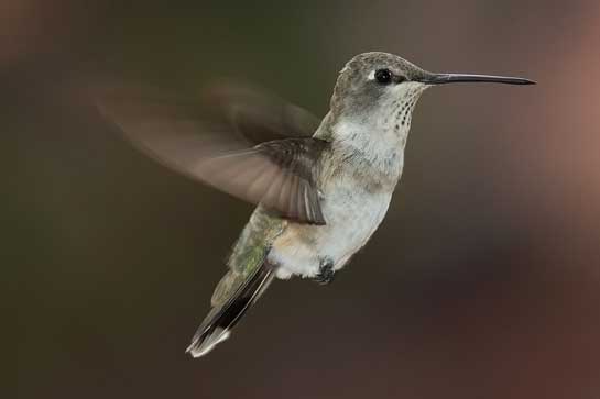 Hummingbirds like this Black-chinned Hummingbird feed on nectar from flowers using a long extendable tongue or catch insects on the wing. While collecting nectar, they also assist in plant pollination.