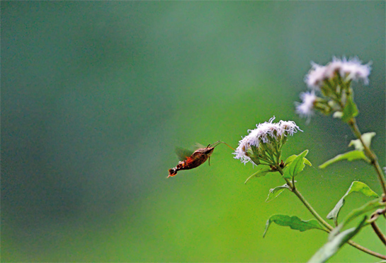 Hummingbird hawk-moth