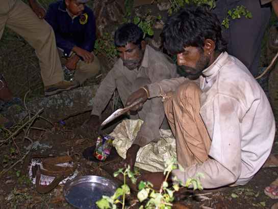Professional tribal tiger hunters display the traditional tools of their trade. Members of these communities have been hunting in India's jungles for hundreds of years.