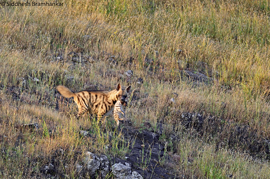 The authors observed the female shifting her barely one-month-old pup from her second litter to another den site in March 2013.