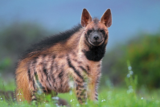 The authors christened the male that paired up with the resident female &acirc;Hyaena King', because of his enormous size.