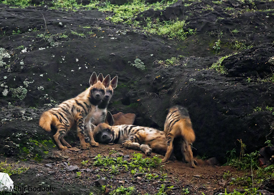 The female had chosen a den in the remotest, least disturbed, part of the landscape where the pups were able to gambol outside their dens even after sunrise.