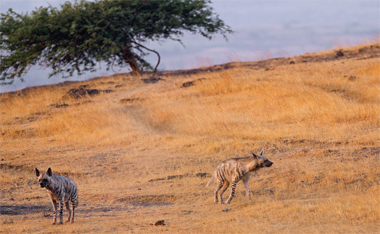 After reported sightings of two tigers (wagh) from around the villages of Maharashtra's Mayureshwar Wildlife Sanctuary, the authors suspected they could have been of striped hyaenas. They subsequently visited the area over several months to study the behaviour of the canids.