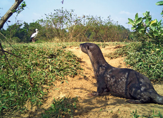 The relationship between otters and fishermen has always been rather strained as the mammalians tend to go after the fishermen's catch and damage the nets resulting in a backlash against the species.