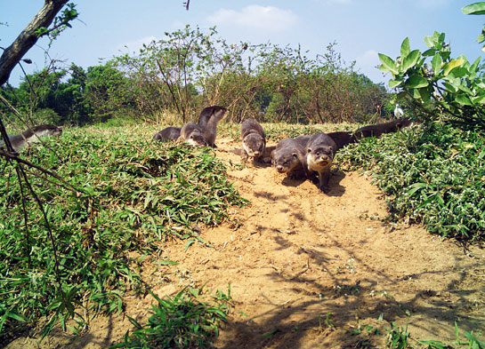 These smooth-coated otter individuals were caught emerging from their post-natal den along the banks of the Cauvery on camera-trap.