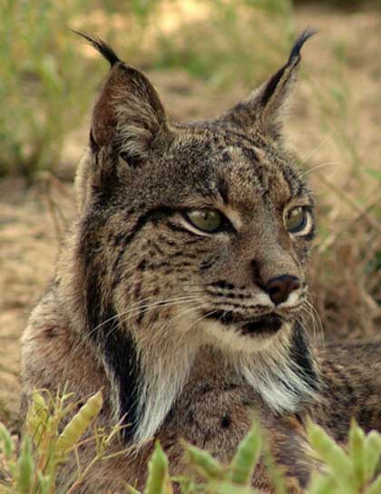 The Iberian lynx and its habitat are thankfully protected, though it may be too late to save this amazing feline. Habitat loss, poisoning, road casualties, feral dogs and poaching have led to this terrible situation. The Iberian lynx and its habitat are thankfully protected, though it may be too late to save this amazing feline. Habitat loss, poisoning, road casualties, feral dogs and poaching have led to this terrible situation.