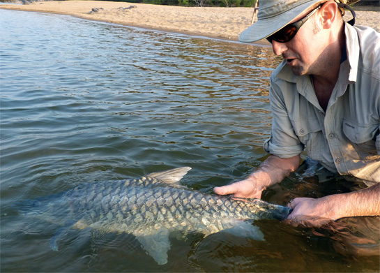 In search of the elusive hump-backed mahseer, the author finds yet another blue-finned mahseer during a survey of the river this year.