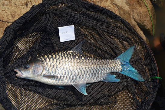 A well-intentioned, but misguided conservation project of the Tata group saw thousands of non-native mahseer fingerlings released into the Cauvery. These blue-finned mahseer have now rapidly ousted the native hump-backed mahseer, pushing them to the brink of extinction!